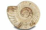 Jurassic Ammonite (Kranosphinctes?) Fossil - Madagascar #253208-1